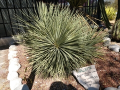 Agave stricta
