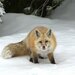 Cascade Red Fox - Photo Mount Rainier National Park, no known copyright restrictions (public domain)