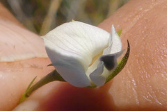 Psoralea vlokii