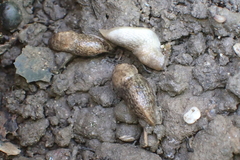 Deroceras reticulatum