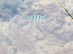 Abudefduf abdominalis