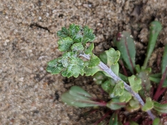 Eriophyllum multicaule