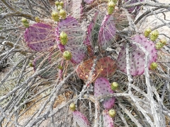 Opuntia gosseliniana