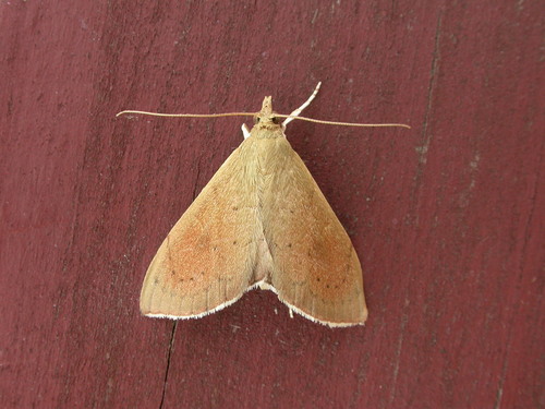 Hyalobathra archeleuca Meyrick, 1885