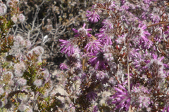 Erica similis