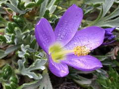 Nototriche phyllanthos