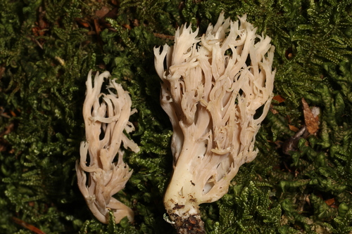 White Coral Fungus