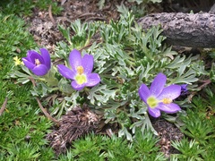 Nototriche phyllanthos