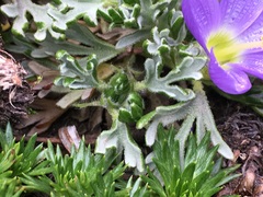 Nototriche phyllanthos