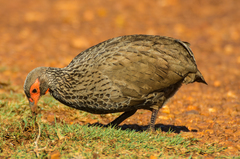 Pternistis swainsonii swainsonii