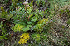 Anisotome lyallii