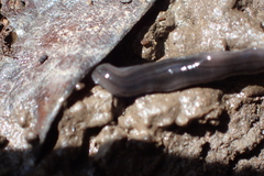 Endeavouria septemlineata