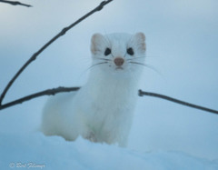Mustela