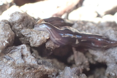 Endeavouria septemlineata