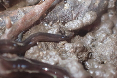 Endeavouria septemlineata