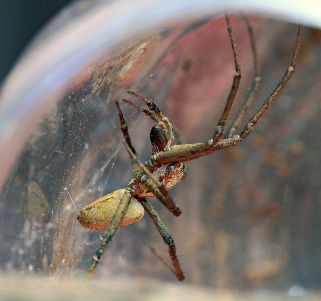 Cambridgea ambigua