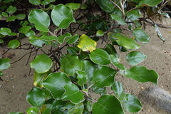 Brachyglottis rotundifolia