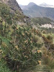 Linochilus rupestris