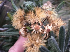 Linochilus rupestris