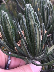 Linochilus rupestris