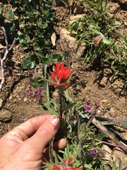 Castilleja applegatei