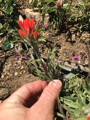 Castilleja applegatei