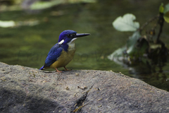 Half-Collared Kingfisher photo 3