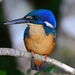 Half-collared Kingfisher - Photo (c) Ian White, some rights reserved (CC BY-NC-SA)