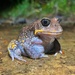Giant Burrowing Frog - Photo (c) Levi Brown, some rights reserved (CC BY-NC), uploaded by Levi Brown