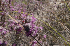 Erica similis