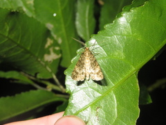 Pseudocoremia indistincta