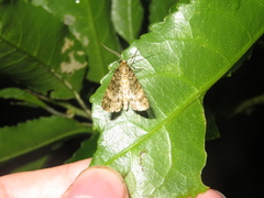 Pseudocoremia indistincta