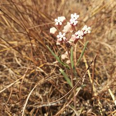 Asclepias senecionifolia