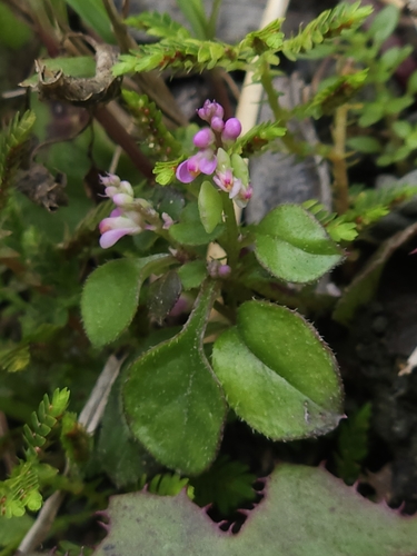 Image of Polygala tatarinowii by (c) Yu-Chang Chen, some rights reserved (CC BY)