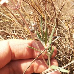 Asclepias senecionifolia