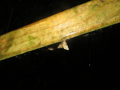 Pseudocoremia indistincta