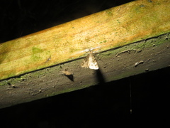 Pseudocoremia indistincta