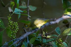 Zosterops virens virens