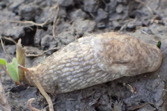 Deroceras reticulatum