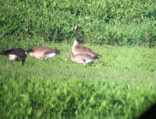 Greater White-fronted Goose