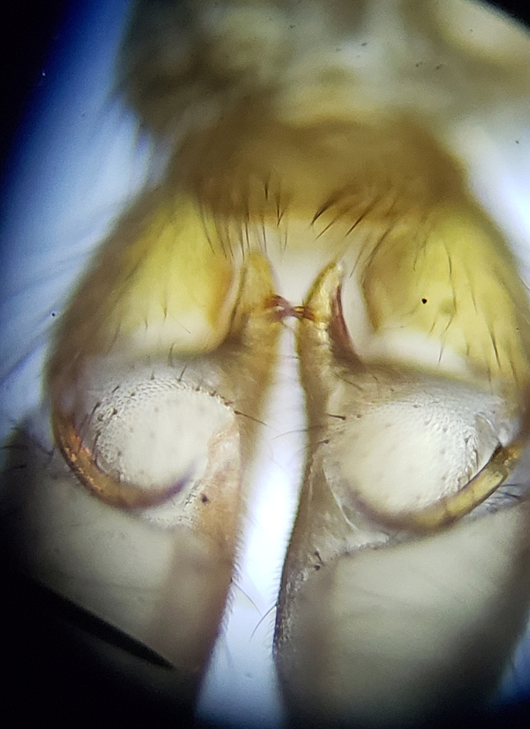 Rhipidia domestica
