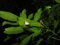 Pseudocoremia indistincta