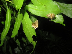 Pseudocoremia indistincta