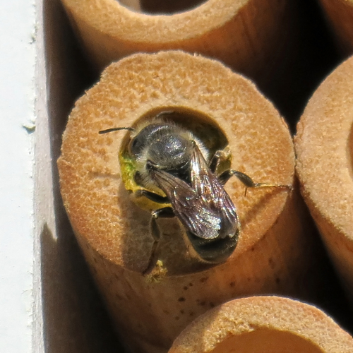 Blue Mason Bee photo 2