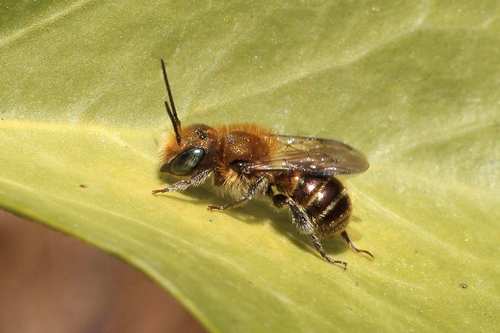 Blue Mason Bee, photo 2 of 7