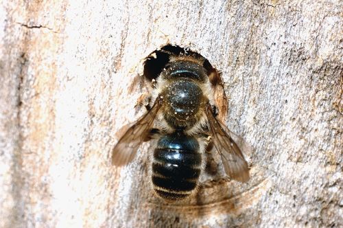Blue Mason Bee, photo 6 of 7