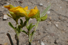 Argyrolobium pachyphyllum