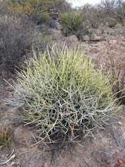 Euphorbia ceroderma