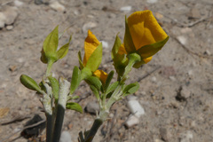 Argyrolobium pachyphyllum