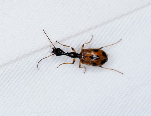 Long-necked Ground Beetle photo 5